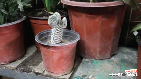 仙人掌变黄的原因是什么