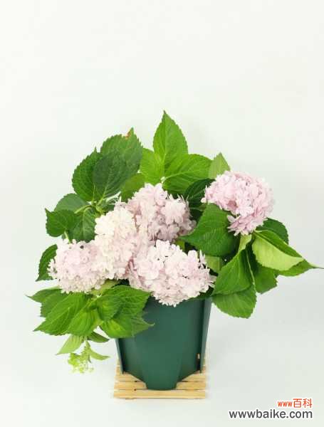 绣球花叶子发黄怎么办