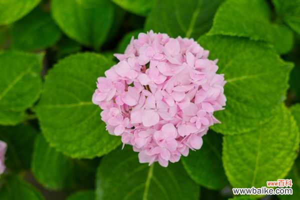 绣球花叶子发黄怎么办