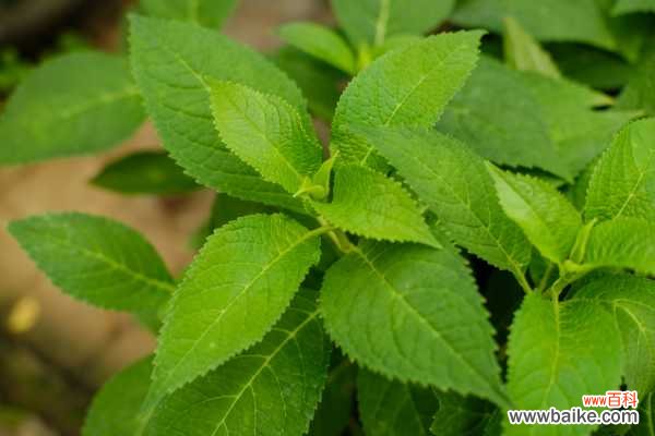 绣球花叶子发黄怎么办