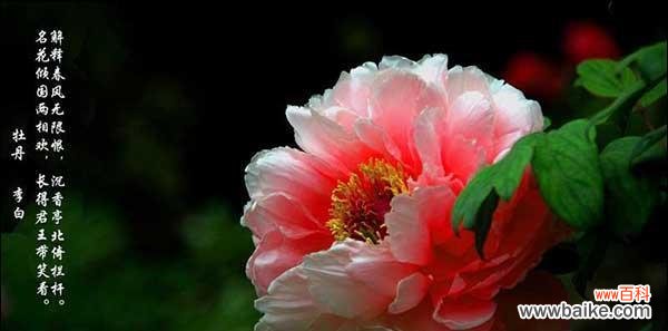 牡丹何时开花？花语与寓意是什么？