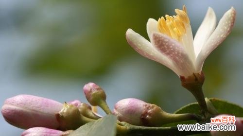 柠檬的象征意义是什么？它在文化中有哪些含义？