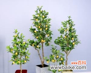 柠檬的象征意义是什么？它在文化中有哪些含义？