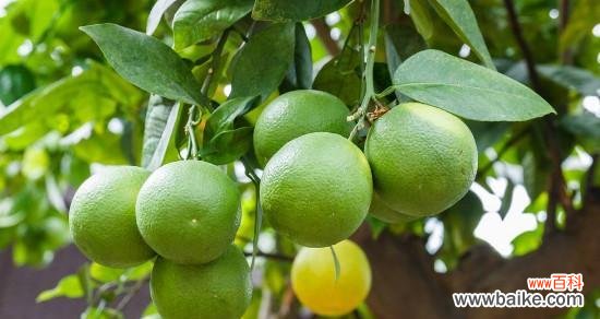 柠檬象征着什么意义？如何理解柠檬在文化中的多重含义？