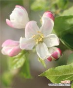 苹果代表什么象征意义？苹果在不同文化中的象征意义有哪些？