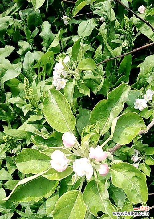 苹果花代表什么意思？苹果花的象征意义有哪些？