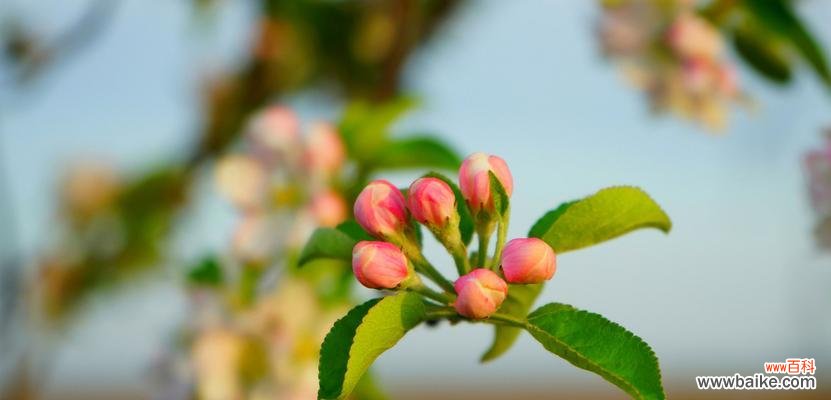 苹果花代表什么意思？苹果花的象征意义有哪些？