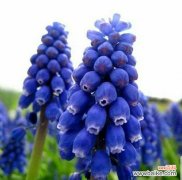 葡萄的花语是什么？葡萄寓意有哪些常见问题？