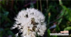 蒲公英象征意义是什么？它在不同文化中代表了什么？