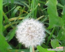 蒲公英的花语是什么？它有哪些寓意和象征意义？