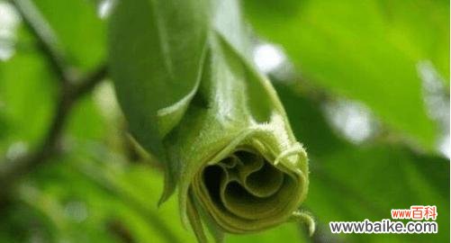 探索黑色曼陀罗的象征意义及文化背景 黑色曼陀罗的深邃花语