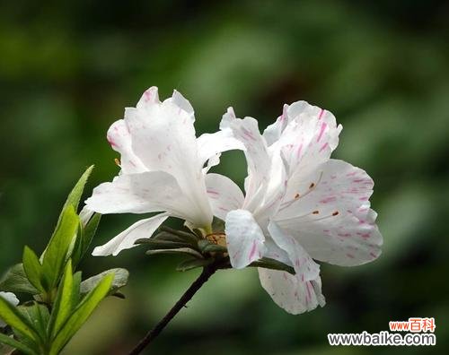 探究杜鹃花背后的情感语言 杜鹃花语与寓意