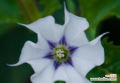 金色曼陀罗花语