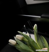 别样的花语，神秘的魅力 黑色马蹄莲，黑夜的清香