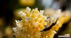 神秘的芳香，独特的象征 结香传说与花语