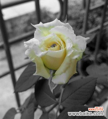 探寻黄玫瑰花的文化内涵与情感意义 黄玫瑰花的含义与象征