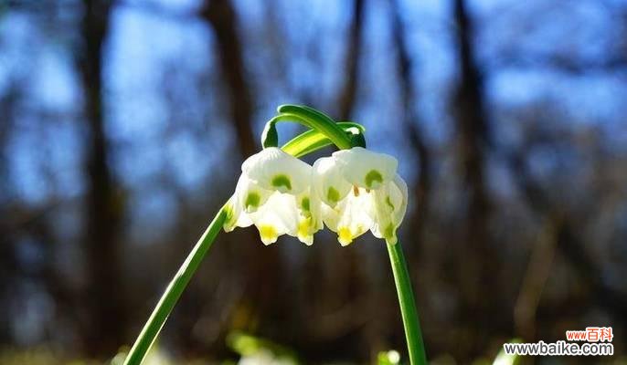 高山生命的坚韧与纯净 雪莲花花语