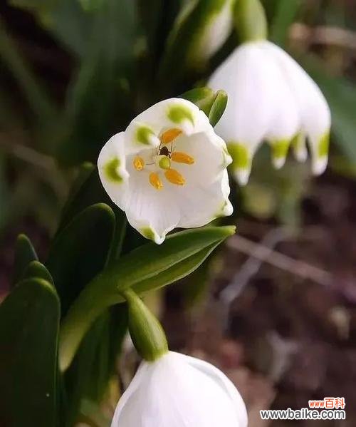 高山生命的坚韧与纯净 雪莲花花语