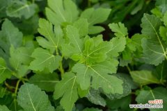 盆栽无花果为什么不结果