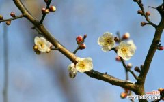 梅花夏季落叶要怎么办