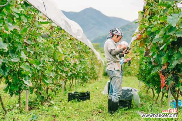 盆栽葡萄落果怎么办