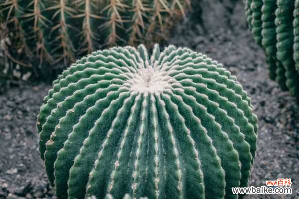 仙人球球体腐烂怎么回事