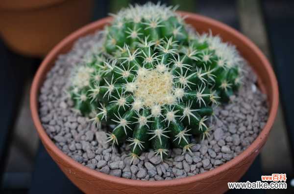 仙人球球体腐烂怎么回事