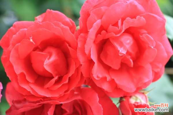 月季花为什么会越开越小