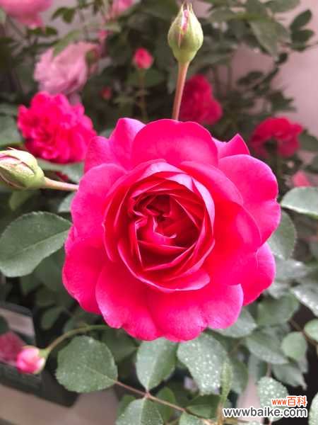 月季花为什么会越开越小