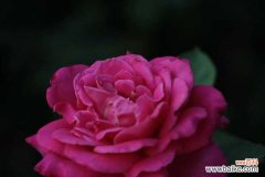 月季花为什么会越开越小