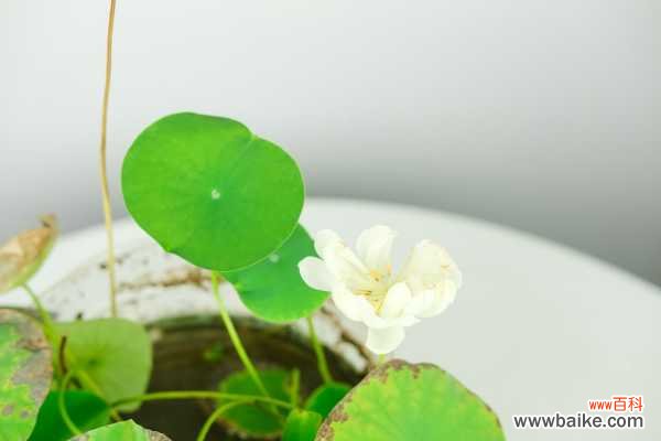 家养碗莲不开花怎么回事