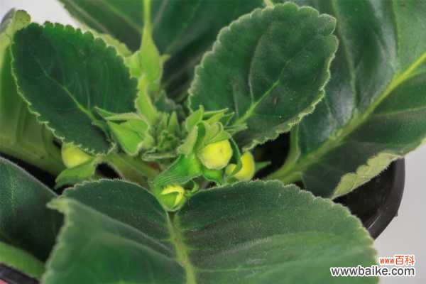 大岩桐蔫了怎么办