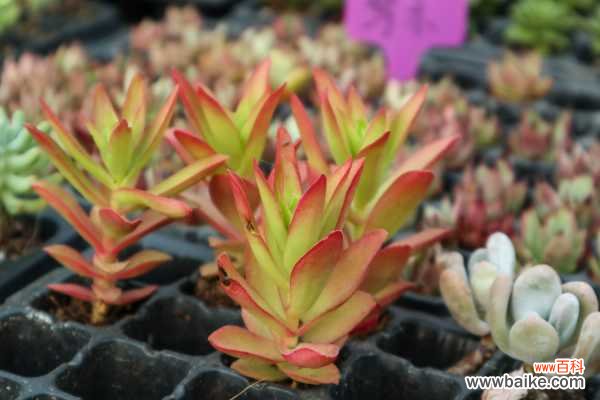 火祭徒长了怎么办