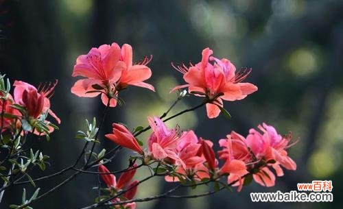 探寻映山红花语的深意 映山红花语与寓意