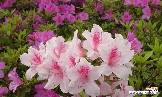 探寻映山红花语的深意 映山红花语与寓意