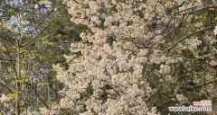 探寻油桐花的花语与文化内涵 油桐花