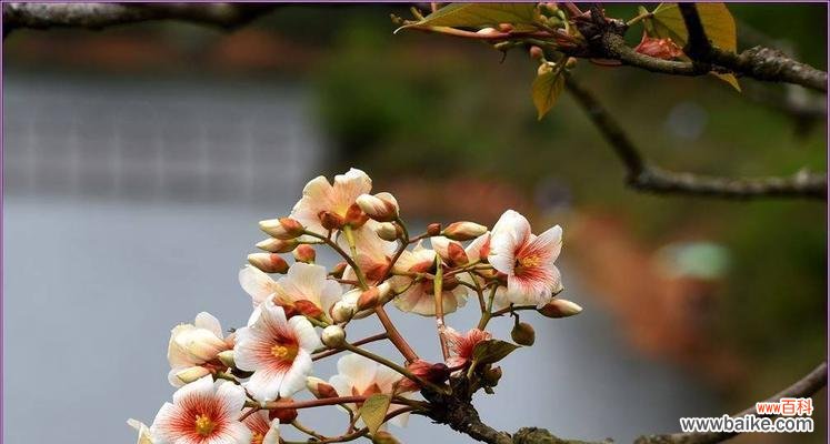 探寻油桐花的花语与文化内涵 油桐花
