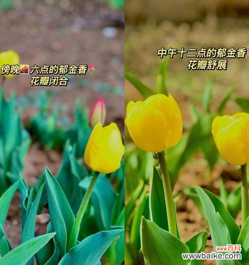 传递美丽与希望的花朵 郁金樱的花语