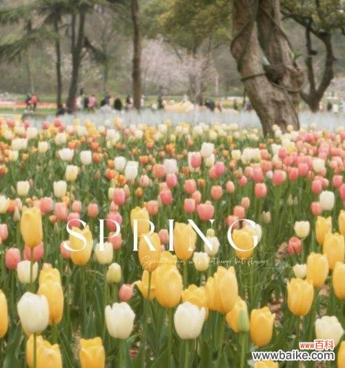 传递美丽与希望的花朵 郁金樱的花语