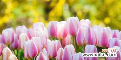 传递美丽与希望的花朵 郁金樱的花语