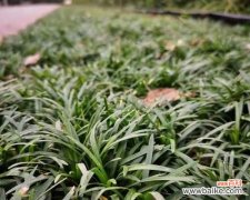 探秘玉龙草的神奇之处 玉龙草的寓意与象征意义