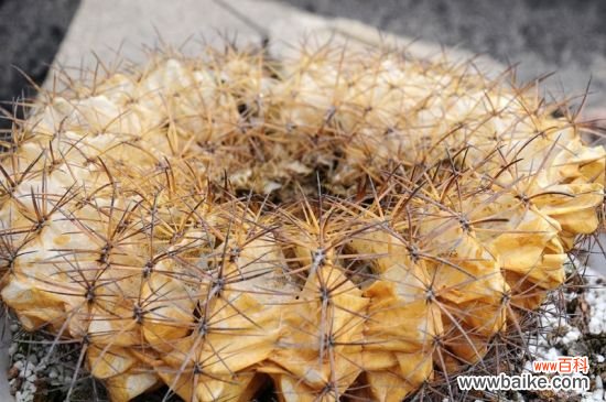 绿植杀手必备：入门级家庭植物养护技巧