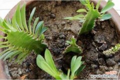 龙骨花的养殖方法：4个简单的养护龙骨花方法