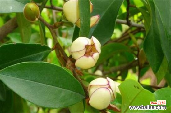 含笑花的花语是什么？含笑花花语是含蓄和矜持