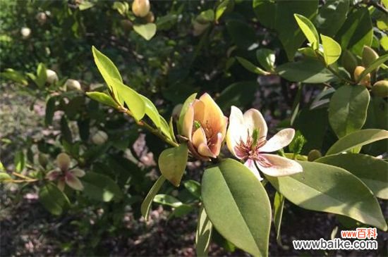 含笑花的花语是什么？含笑花花语是含蓄和矜持