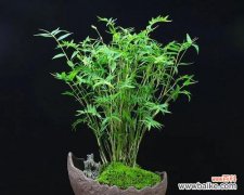 传承千年的信仰与美学 竹子的象征意义与价值