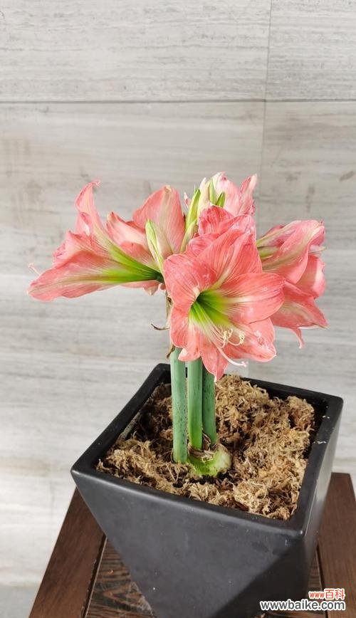 传递爱与希望的鲜花 朱顶红的花语