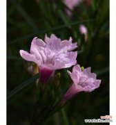 探秘紫花翠芦莉的神秘语言 紫花翠芦莉的花语及其象征意义