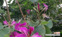 探究紫荆花的象征意义与文化价值 紫荆花的花语及其寓意