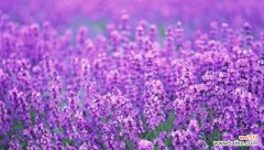 七色堇的花语代表什么？七色堇各颜色的含义是什么？